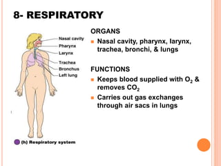 8- RESPIRATORY
ORGANS
 Nasal cavity, pharynx, larynx,
trachea, bronchi, & lungs
FUNCTIONS
 Keeps blood supplied with O2 &
removes CO2
 Carries out gas exchanges
through air sacs in lungs
 