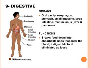 9- DIGESTIVE
ORGANS
 Oral cavity, esophagus,
stomach, small intestine, large
intestine, rectum, anus (liver &
pancreas)
FUNCTIONS
 Breaks food down into
absorbable units that enter the
blood; indigestible food
eliminated as feces
 