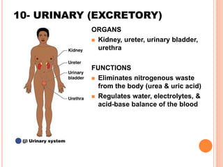 10- URINARY (EXCRETORY)
ORGANS
 Kidney, ureter, urinary bladder,
urethra
FUNCTIONS
 Eliminates nitrogenous waste
from the body (urea & uric acid)
 Regulates water, electrolytes, &
acid-base balance of the blood
 