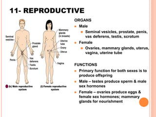 11- REPRODUCTIVE
ORGANS
 Male
 Seminal vesicles, prostate, penis,
vas deferens, testis, scrotum
 Female
 Ovaries, mammary glands, uterus,
vagina, uterine tube
FUNCTIONS
 Primary function for both sexes is to
produce offspring
 Male – testes produce sperm & male
sex hormones
 Female – ovaries produce eggs &
female sex hormones; mammary
glands for nourishment
 