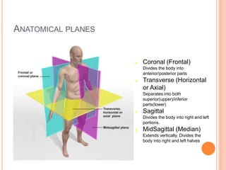 ANATOMICAL PLANES
 Coronal (Frontal)
Divides the body into
anterior/posterior parts
 Transverse (Horizontal
or Axial)
Separates into both
superior(upper)/inferior
parts(lower)
 Sagittal
Divides the body into right and left
portions.
 MidSagittal (Median)
Extends vertically. Divides the
body into right and left halves
 