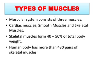 TYPES OF MUSCLES
• Muscular system consists of three muscles:
• Cardiac muscles, Smooth Muscles and Skeletal
Muscles.
• Skeletal muscles form 40 – 50% of total body
weight.
• Human body has more than 430 pairs of
skeletal muscles.
 