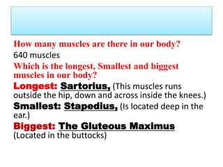 How many muscles are there in our body?
640 muscles
Which is the longest, Smallest and biggest
muscles in our body?
Longest: Sartorius, (This muscles runs
outside the hip, down and across inside the knees.)
Smallest: Stapedius, (Is located deep in the
ear.)
Biggest: The Gluteous Maximus
(Located in the buttocks)
 