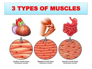 3 TYPES OF MUSCLES
 