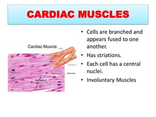 CARDIAC MUSCLES
• Cells are branched and
appears fused to one
another.
• Has striations.
• Each cell has a central
nuclei.
• Involuntary Muscles
 