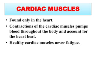 CARDIAC MUSCLES
• Found only in the heart.
• Contractions of the cardiac muscles pumps
blood throughout the body and account for
the heart beat.
• Healthy cardiac muscles never fatigue.
 