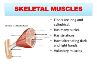 SKELETAL MUSCLES
• Fibers are long and
cylindrical.
• Has many nuclei.
• Has striations
• Have alternating dark
and light bands.
• Voluntary muscles
 