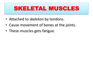 SKELETAL MUSCLES
• Attached to skeleton by tendons.
• Cause movement of bones at the joints.
• These muscles gets fatigue.
 