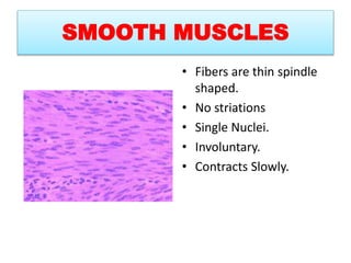 SMOOTH MUSCLES
• Fibers are thin spindle
shaped.
• No striations
• Single Nuclei.
• Involuntary.
• Contracts Slowly.
 