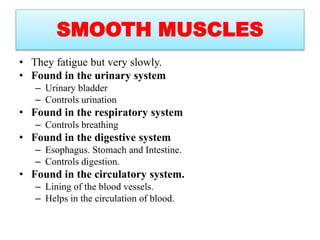SMOOTH MUSCLES
• They fatigue but very slowly.
• Found in the urinary system
– Urinary bladder
– Controls urination
• Found in the respiratory system
– Controls breathing
• Found in the digestive system
– Esophagus. Stomach and Intestine.
– Controls digestion.
• Found in the circulatory system.
– Lining of the blood vessels.
– Helps in the circulation of blood.
 
