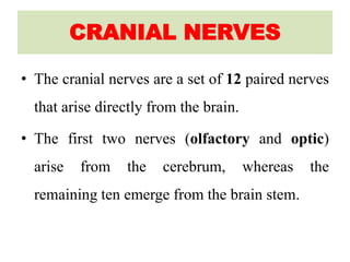 CRANIAL NERVES
• The cranial nerves are a set of 12 paired nerves
that arise directly from the brain.
• The first two nerves (olfactory and optic)
arise from the cerebrum, whereas the
remaining ten emerge from the brain stem.
 