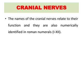 CRANIAL NERVES
• The names of the cranial nerves relate to their
function and they are also numerically
identified in roman numerals (I-XII).
 