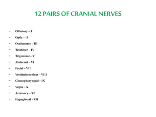 12 PAIRS OF CRANIAL NERVES
• Olfactory – I
• Optic – II
• Oculomotor – III
• Trochlear – IV
• Trigeminal – V
• Abducent – VI
• Facial – VII
• Vestibulocochlear – VIII
• Glossopharyngeal – IX
• Vagus – X
• Accessory – XI
• Hypoglossal - XII
 
