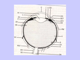 ANATOMY & PHYSIOLOGY OF EYE FOR MBBS.ppt