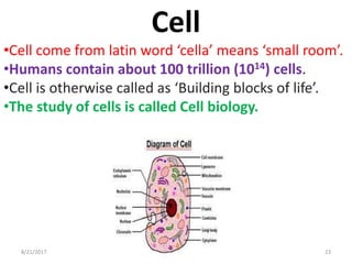 8/21/2017 23
Cell
•Cell come from latin word ‘cella’ means ‘small room’.
•Humans contain about 100 trillion (1014) cells.
•Cell is otherwise called as ‘Building blocks of life’.
•The study of cells is called Cell biology.
 