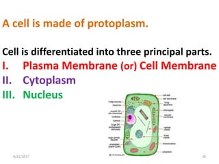 8/21/2017 30
A cell is made of protoplasm.
Cell is differentiated into three principal parts.
I. Plasma Membrane (or) Cell Membrane
II. Cytoplasm
III. Nucleus
 