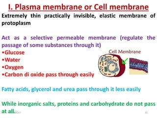 8/21/2017 31
I. Plasma membrane or Cell membrane
Extremely thin practically invisible, elastic membrane of
protoplasm
Act as a selective permeable membrane (regulate the
passage of some substances through it)
•Glucose
•Water
•Oxygen
•Carbon di oxide pass through easily
Fatty acids, glycerol and urea pass through it less easily
While inorganic salts, proteins and carbohydrate do not pass
at all.
 