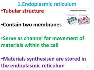 8/21/2017 35
1.Endoplasmic reticulum
•Tubular structure
•Contain two membranes
•Serve as channel for movement of
materials within the cell
•Materials synthesised are stored in
the endoplasmic reticulum
 