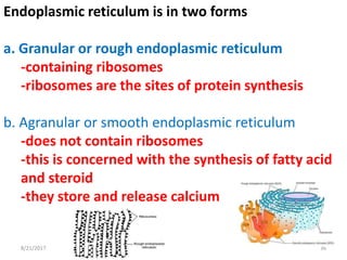 8/21/2017 36
Endoplasmic reticulum is in two forms
a. Granular or rough endoplasmic reticulum
-containing ribosomes
-ribosomes are the sites of protein synthesis
b. Agranular or smooth endoplasmic reticulum
-does not contain ribosomes
-this is concerned with the synthesis of fatty acid
and steroid
-they store and release calcium
 