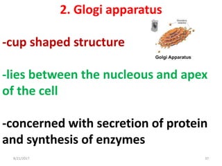 8/21/2017 37
2. Glogi apparatus
-cup shaped structure
-lies between the nucleous and apex
of the cell
-concerned with secretion of protein
and synthesis of enzymes
 
