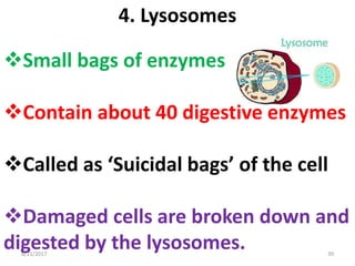 8/21/2017 39
4. Lysosomes
Small bags of enzymes
Contain about 40 digestive enzymes
Called as ‘Suicidal bags’ of the cell
Damaged cells are broken down and
digested by the lysosomes.
 