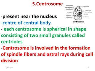 8/21/2017 40
5.Centrosome
-present near the nucleus
-centre of central body
- each centrosome is spherical in shape
consisting of two small granules called
centrioles
-Centrosome is involved in the formation
of spindle fibers and astral rays during cell
division
 