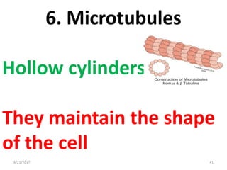 8/21/2017 41
6. Microtubules
Hollow cylinders
They maintain the shape
of the cell
 