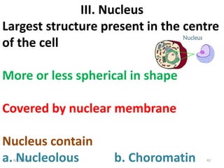 8/21/2017 42
III. Nucleus
Largest structure present in the centre
of the cell
More or less spherical in shape
Covered by nuclear membrane
Nucleus contain
a. Nucleolous b. Choromatin
 