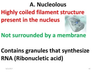8/21/2017 43
A. Nucleolous
Highly coiled filament structure
present in the nucleus
Not surrounded by a membrane
Contains granules that synthesize
RNA (Ribonucletic acid)
 
