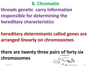 8/21/2017 44
B. Chromatin
threads genetic carry information
responsible for determining the
hereditary characteristics
hereditary determinants called genes are
arranged linearly on chromosomes
there are twenty three pairs of forty six
chromosomes
 
