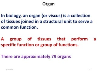 8/21/2017 47
Organ
In biology, an organ (or viscus) is a collection
of tissues joined in a structural unit to serve a
common function.
A group of tissues that perform a
specific function or group of functions.
There are approximately 79 organs
 