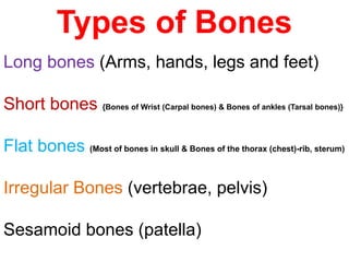 Types of Bones
Long bones (Arms, hands, legs and feet)
Short bones {Bones of Wrist (Carpal bones) & Bones of ankles (Tarsal bones)}
Flat bones (Most of bones in skull & Bones of the thorax (chest)-rib, sterum)
Irregular Bones (vertebrae, pelvis)
Sesamoid bones (patella)
 