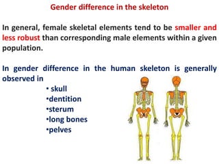 Gender difference in the skeleton
In general, female skeletal elements tend to be smaller and
less robust than corresponding male elements within a given
population.
In gender difference in the human skeleton is generally
observed in
• skull
•dentition
•sterum
•long bones
•pelves
 