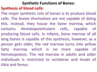 Synthetic Functions of Bones:
Synthesis of blood cells:
The major synthetic role of bones is to produce blood
cells. The bones themselves are not capable of doing
this. Instead, they house the bone marrow, which
contains Hematopoieticstem cells, capable of
producing blood cells. In infants, bone marrow of all
long bones is capable of this synthesis, however, as a
person gets older, the red marrow turns into yellow
fatty marrow, which is no more capable of
hematopoiesis. The red marrow in adults and older
individuals is restricted to vertebrae and heads of
tibia and femur.
 