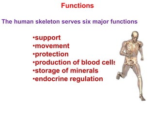 Functions
The human skeleton serves six major functions
•support
•movement
•protection
•production of blood cells
•storage of minerals
•endocrine regulation
 