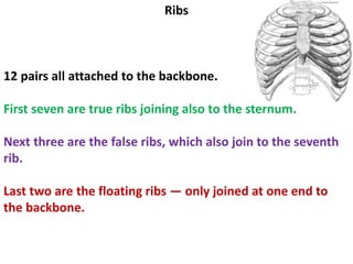 Ribs
12 pairs all attached to the backbone.
First seven are true ribs joining also to the sternum.
Next three are the false ribs, which also join to the seventh
rib.
Last two are the floating ribs — only joined at one end to
the backbone.
 