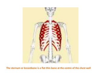 The sternum or breastbone is a flat thin bone at the centre of the chest wall
 