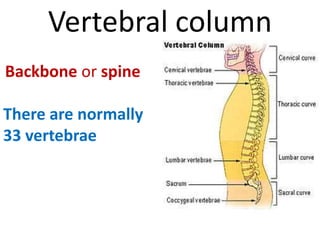 Vertebral column
Backbone or spine
There are normally
33 vertebrae
 