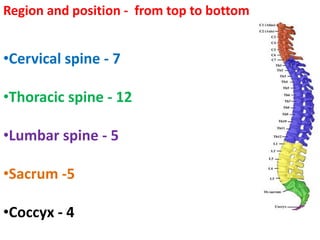 Region and position - from top to bottom
•Cervical spine - 7
•Thoracic spine - 12
•Lumbar spine - 5
•Sacrum -5
•Coccyx - 4
 