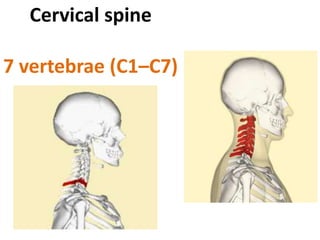 Cervical spine
7 vertebrae (C1–C7)
 