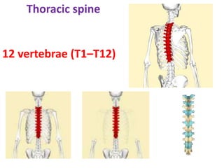 Thoracic spine
12 vertebrae (T1–T12)
 