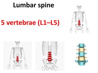 Lumbar spine
5 vertebrae (L1–L5)
 