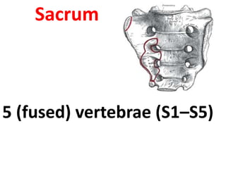 Sacrum
5 (fused) vertebrae (S1–S5)
 