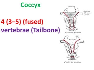 Coccyx
4 (3–5) (fused)
vertebrae (Tailbone)
 