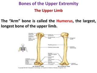 The Upper Limb
The “Arm” bone is called the Humerus, the largest,
longest bone of the upper limb.
Bones of the Upper Extremity
 
