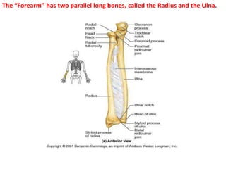 The “Forearm” has two parallel long bones, called the Radius and the Ulna.
 