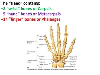 The “Hand” contains:
–8 “wrist” bones or Carpals
–5 “hand” bones or Metacarpals
–14 “finger” bones or Phalanges
 