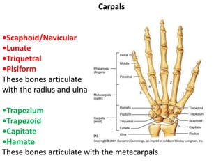 Carpals
•Scaphoid/Navicular
•Lunate
•Triquetral
•Pisiform
These bones articulate
with the radius and ulna
•Trapezium
•Trapezoid
•Capitate
•Hamate
These bones articulate with the metacarpals
 