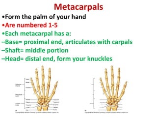 Metacarpals
•Form the palm of your hand
•Are numbered 1-5
•Each metacarpal has a:
–Base= proximal end, articulates with carpals
–Shaft= middle portion
–Head= distal end, form your knuckles
 