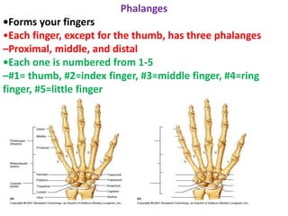 Phalanges
•Forms your fingers
•Each finger, except for the thumb, has three phalanges
–Proximal, middle, and distal
•Each one is numbered from 1-5
–#1= thumb, #2=index finger, #3=middle finger, #4=ring
finger, #5=little finger
 